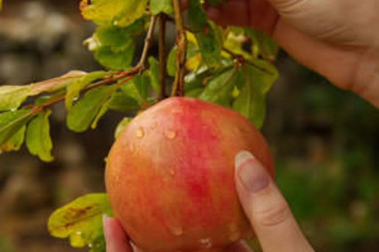 Como cultivar un árbol de granada en maceta