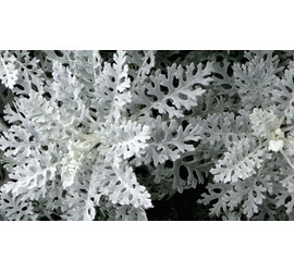 Cineraria Maritima