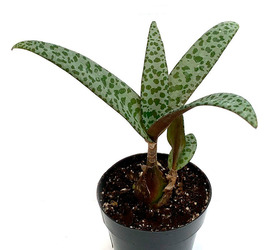 Ledebouria