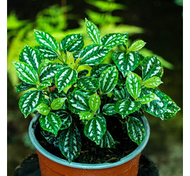 Pilea de Aluminio