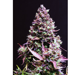 SS Cream Caramel Auto (x3)