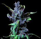 Purple Express (x3)