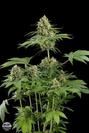 Moby Dick (x1)