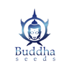 Buddha Seeds